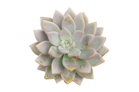 Top View of Echeveria Succulent Plant with Water Drops Isolated on White Backgroundの写真素材