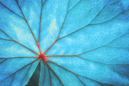 Foliage Leaf of Begonia Plant in Blue Tone Color Natural Pattern Backgroundの写真素材