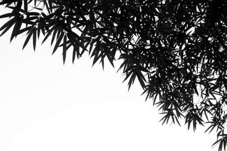 Bamboo Branches with Leaves in Black and White on White Backgroundの写真素材