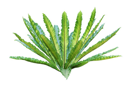 Bird's Nest Fern Isolated on White Background