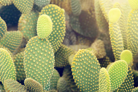 Opuntia Cactus in the Garden with Retro Filter Effect