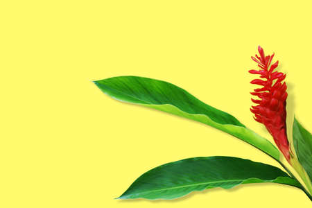 Red Ginger, Alpinia purpurata Flower with Fresh Tropical Green Leaves on Yellow Design Background