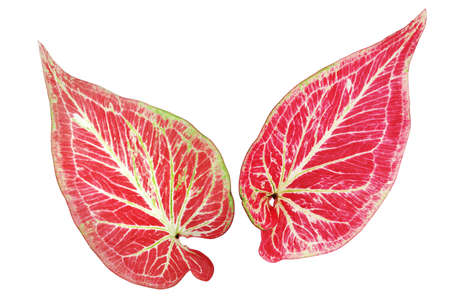 Red Leaves of Caladium Plant Isolated on White Background