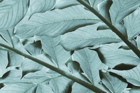 Natural Pattern Background of Tropical Leaves in Blue Tone Color