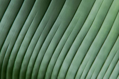 Silver Green Striped Foliage of Palm Leaf as Texture Backgroundの写真素材