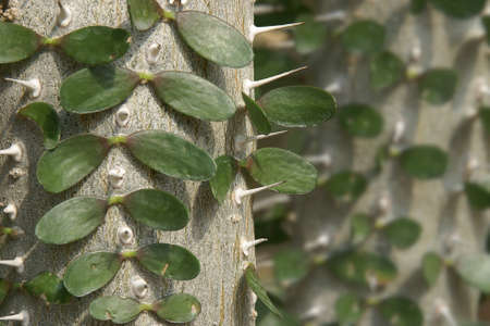 Closeup of Stem and Leaves of Madagascar Ocotillo, Alluaudia procera Succulent Plantの写真素材