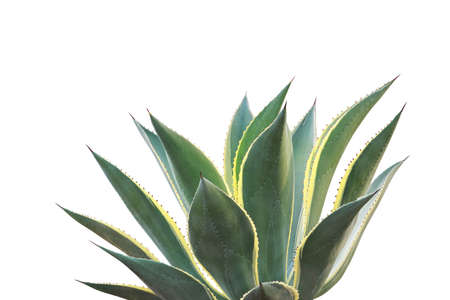 Agave celsii 'Multicolor' Plant Isolated on White Backgroundの写真素材