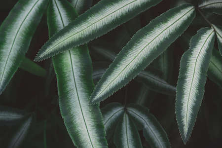 Exotic Tropical Fern Foliage Leaf in Dark Tone Color Natural Pattern Backgroundの写真素材