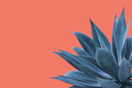 Fox Tail Agave Plant in Blue Tone Color Isolated on Bright Pink Backgroundの写真素材