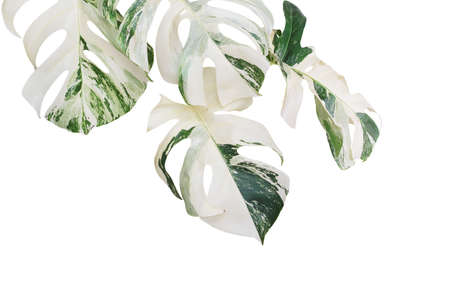 Variegated Monstera Leaves Isolated on White Background with Clipping Path