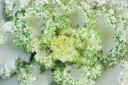 Closeup of White Ornamental Cabbage as Natural Pattern Background