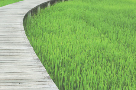 Wooden Pathway over Rice Paddy Fieldの写真素材