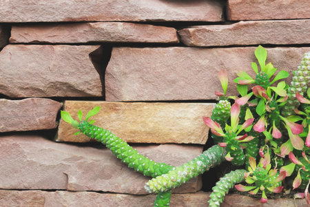 Succulent Plant, Euphorbia guentheri, Sausage Spurge with Red Brick Wall Backgroundの写真素材