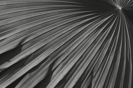 Palm Leaf Foliage in Black & White as Tropical Natural Pattern Backgroundの写真素材