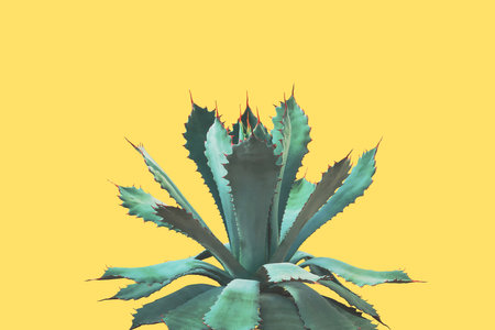 Guadalajarana Agave Plant in Blue Green Tone Color Isolated on Yellow Backgroundの写真素材