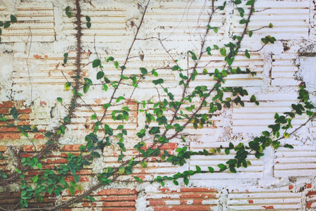 Creeping Fig Vines Growing on Damaged White Brick Wall Background