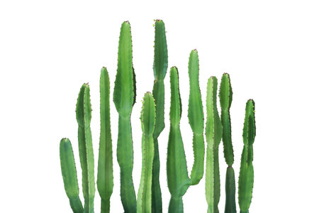 Tall Cactus Plants Isolated on White Background with Clipping Pathの写真素材