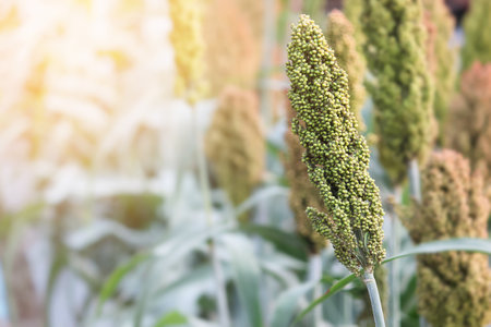 Closeup of Grain Stalk of Sorghum in Plantation Fieldの写真素材