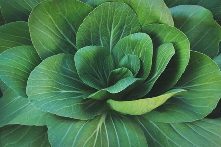 Closeup of Leafy Green Vegetables, Chinese Cabbage, Bok Choyの写真素材