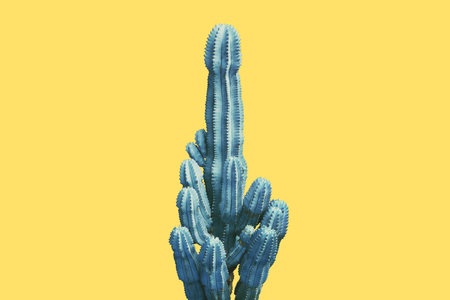 Cactus Desert Plant in Blue Tone Color on Yellow Background, Creative Colorful Summer Conceptの写真素材