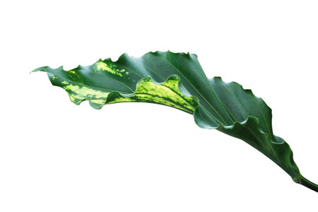 Variegated Leaf of Anthurium Plant Isolated on White Background with Clipping Pathの写真素材