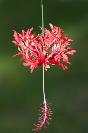 Shoe flower close up, Hibiscus rosanensis の写真素材