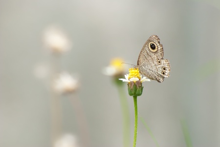 Butterfly in the wild