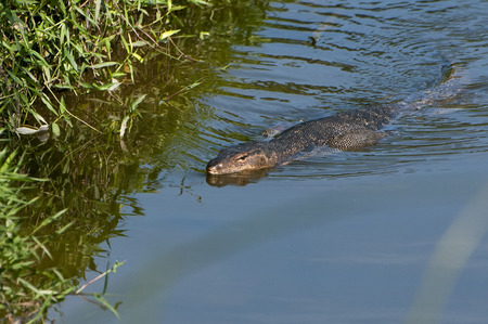 Monitor lizard swimming in the lakeのeditorial素材
