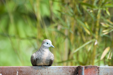 Turtledove dove sitting on the iron bar in the morningの写真素材