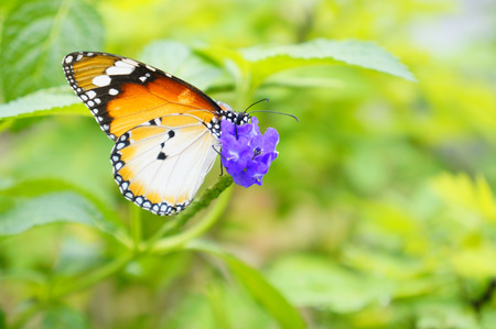 Monarch Butterfly on the top purple flowers