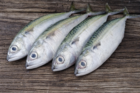 Fresh mackerel fish on the top of wood backgroundの写真素材