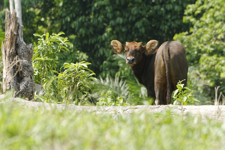 Juvenile of Male Malayan Gaur  on the wild natureの写真素材