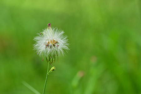 Close up Dandelium in the gardenの写真素材