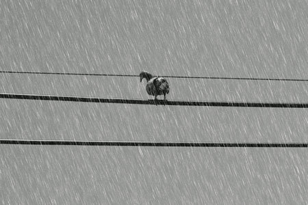 A bird on cable with raining