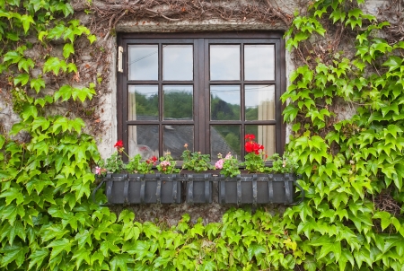 Vintage window with flowers and green ivy  Belgiumの写真素材