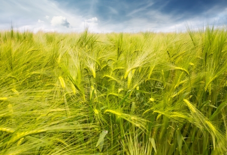 Wheat field with blue sky の写真素材