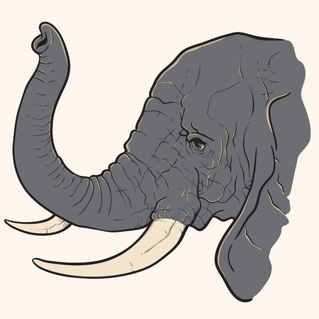 African Elephantのイラスト素材