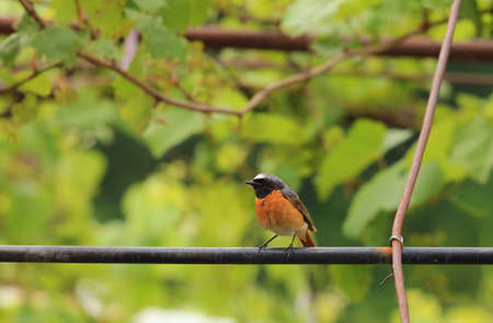 This is a wonderful red bird. Sings beautifully.