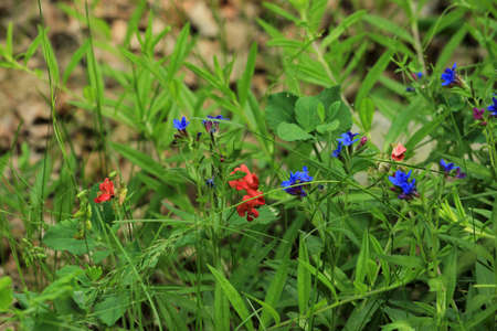 Beautiful wildflowers red and blue. In early spring.