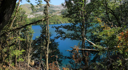Impenetrable beautiful forest on the lake.の写真素材