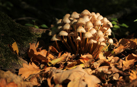 Very beautiful toadstool mushrooms in the forest.の写真素材
