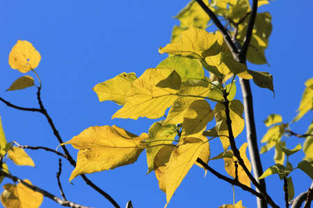 Beautiful autumn yellow leaves against the sky.