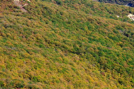 Beautiful autumn forest high in the mountains.