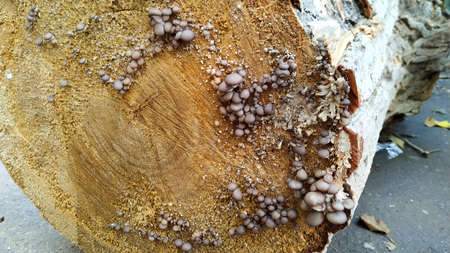 Small mushrooms on a tree cut. The name of the oyster mushroom.