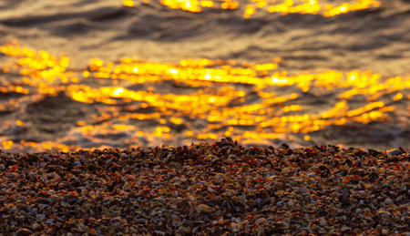 Seashore with seashells at sunrise.