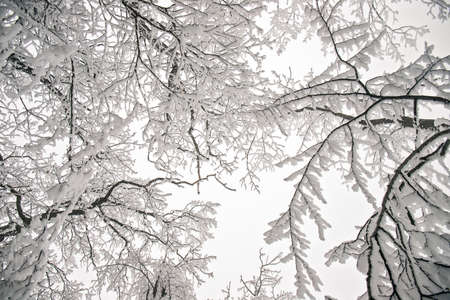 Snow-covered trees in a beautiful winter forest.