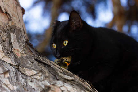 A black cat caught a beautiful bird in a tree.の写真素材