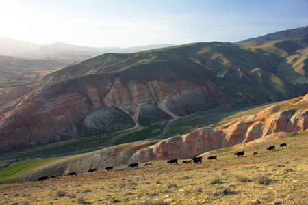 Cows go home in a row from the pasture among the red mountains.の写真素材
