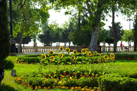 Baku. Azerbaijan. May 25, 2020 Yellow sunflowers on the boulevard in the city center.のeditorial素材