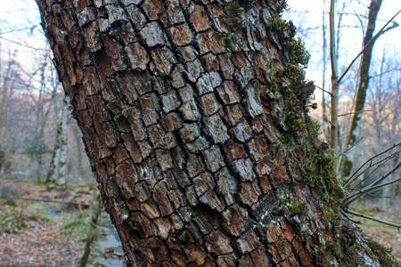 The texture of the bark of a tree in the autumn forest.